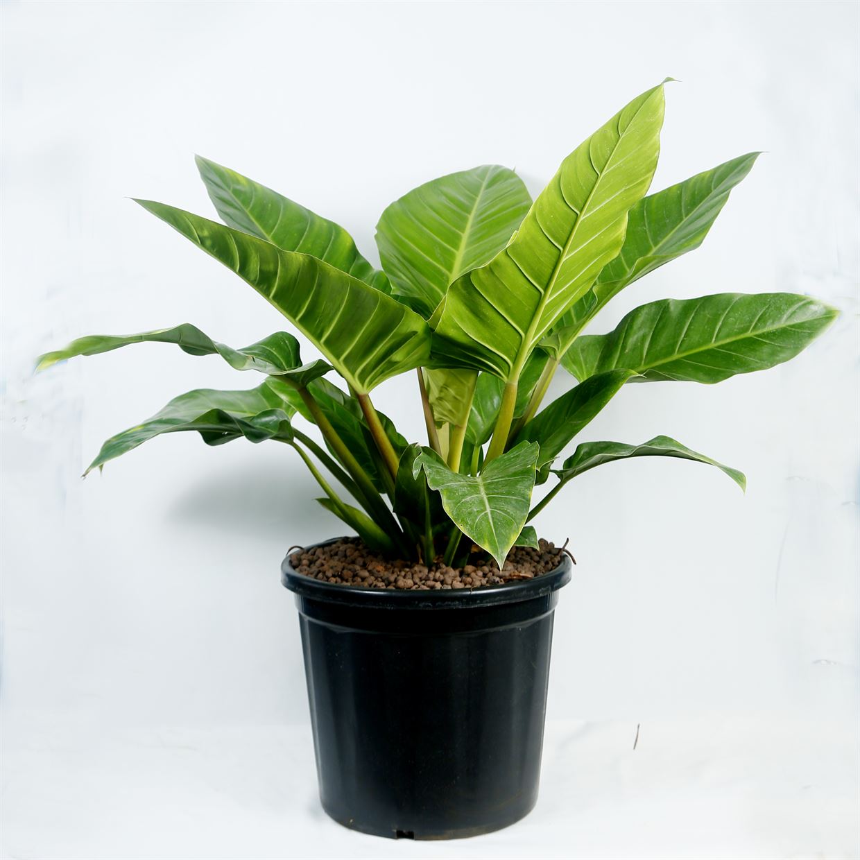 philodendron_green_1