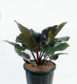 philodendron_imperial_black_1