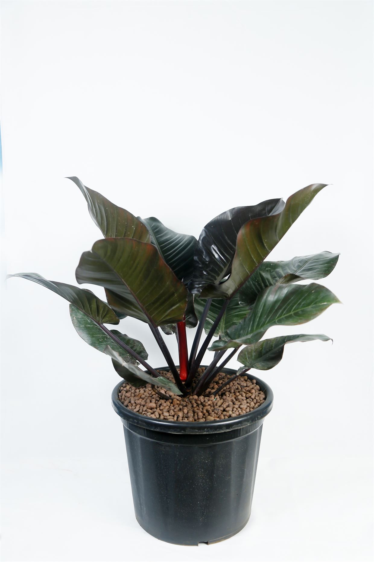 philodendron_imperial_black_1